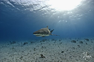 Lemon Shark makes an appearance at Tiger Beach - Bahamas by Steven Anderson 